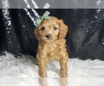 Small Photo #47 Cavapoo Puppy For Sale in WARSAW, IN, USA