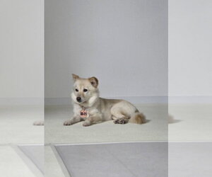 Unknown-pomeranian spitz Mix Dogs for adoption in Agoura Hills, CA, USA