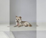 Small pomeranian spitz Mix