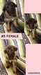 Small Photo #2 German Shepherd Dog Puppy For Sale in ROANOKE, VA, USA