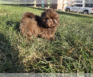 Shih Tzu Puppy for sale in CARLYLE, IL, USA