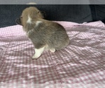Small Photo #4 Pembroke Welsh Corgi Puppy For Sale in RAMONA, OK, USA