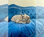 Small Photo #7 French Bulldog Puppy For Sale in SACRAMENTO, CA, USA