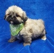 Small Photo #30 Lhasa Apso Puppy For Sale in BUFFALO, MO, USA