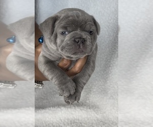 French Bulldog Puppy for Sale in CANTONMENT, Florida USA