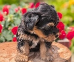 Small #2 Yorkipoo