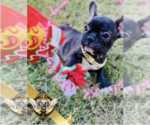 Puppy Lilo French Bulldog