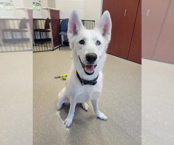 Medium Photo #1  Puppy For Sale in , 