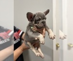 Puppy 2 French Bulldog