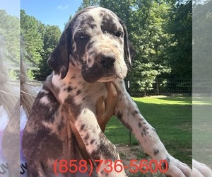 Great Dane Puppy for sale in CLANTON, AL, USA