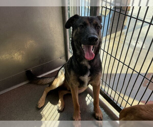 Medium Photo #2 German Shepherd Dog-Unknown Mix Puppy For Sale in San Bernardino, CA, USA