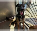 Small #1 German Shepherd Dog Mix