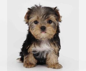 Yorkshire Terrier Puppy for sale in LOS ANGELES, CA, USA