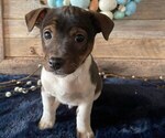 Small Photo #2 Jack Russell Terrier Puppy For Sale in HONEY BROOK, PA, USA