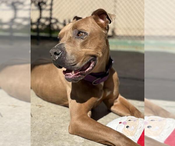 Medium Photo #2 Mutt Puppy For Sale in Santa Barbara, CA, USA