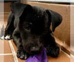 Small #1 Labrador Retriever Mix