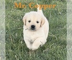 Puppy Copper English Cream Golden Retriever