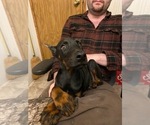 Small Photo #2 Doberman Pinscher Puppy For Sale in SAMSON, AL, USA