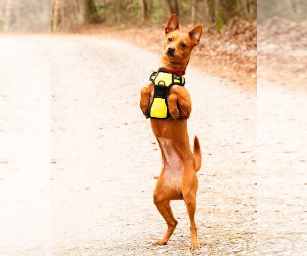 Medium Photo #6 Chiweenie Puppy For Sale in Ellijay, GA, USA