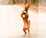 Small #5 Chiweenie