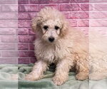 Small #1 Poodle (Miniature) Mix
