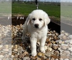 Small Photo #3 Great Pyrenees Puppy For Sale in LOCKHART, TX, USA