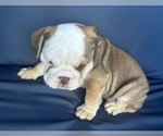 Small #19 English Bulldog