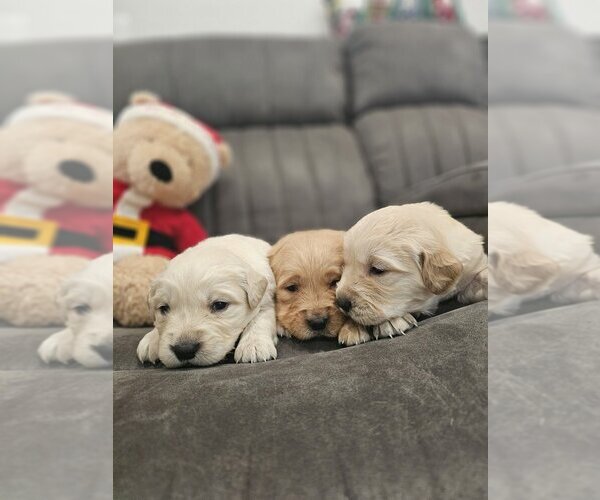 Medium Photo #6 English Cream Golden Retriever Puppy For Sale in SACRAMENTO, CA, USA
