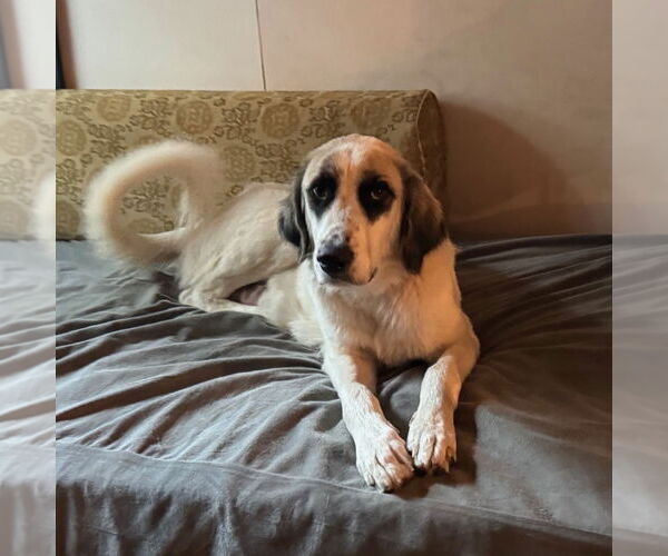 Medium Photo #11 Great Pyrenees Puppy For Sale in Dallas, TX, USA