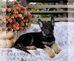 Callie - Female German Shepherd Dog Puppy for Sale - Photo #4