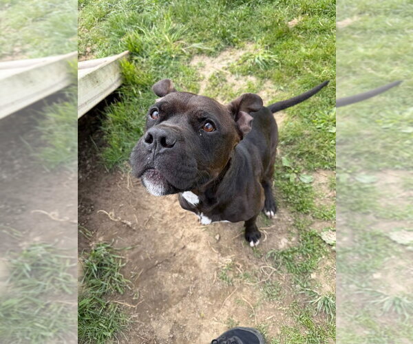 Medium Photo #6 American Staffordshire Terrier-Boxer Mix Puppy For Sale in Pierceton , IN, USA