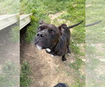 Small #5 American Staffordshire Terrier-Boxer Mix