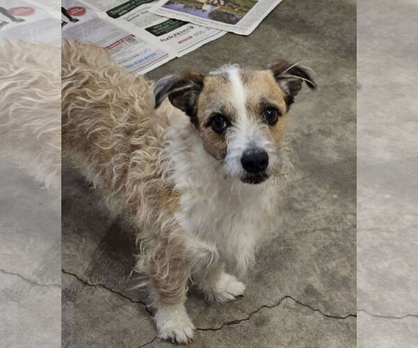 Medium Photo #4 Jack-A-Poo Puppy For Sale in Agoura Hills, CA, USA