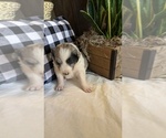 Small Photo #1 Border-Aussie Puppy For Sale in FREDONIA, KS, USA