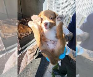 Mutt Dogs for adoption in San Antonio, TX, USA