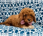 Small Photo #8 Cavapoo-Poodle (Toy) Mix Puppy For Sale in LAKELAND, FL, USA