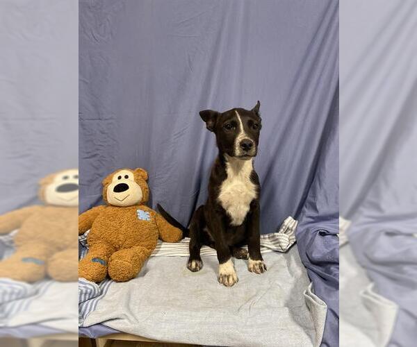 Medium Photo #1 Mutt Puppy For Sale in Modesto, CA, USA