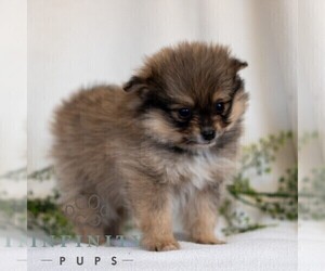 Pomeranian Puppy for sale in MANHEIM, PA, USA