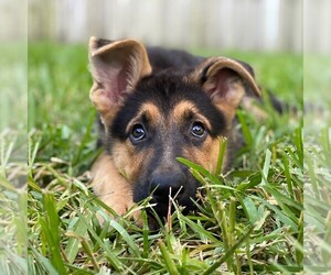 German Shepherd Dog Puppy for sale in POMONA PARK, FL, USA