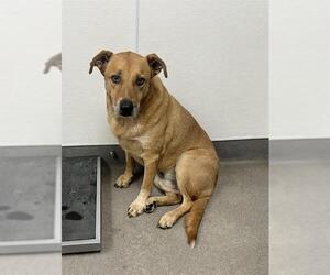 German Shepherd Dog-Unknown Mix Dogs for adoption in HESPERIA, CA, USA