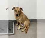 CRISCO - Male German Shepherd Dog-Unknown Mix Dog for Adoption - Small photo