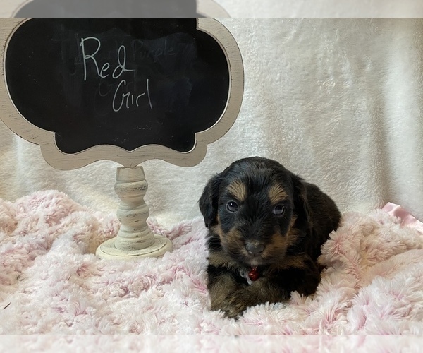 Medium Photo #2 Bernedoodle Puppy For Sale in HARROGATE, TN, USA