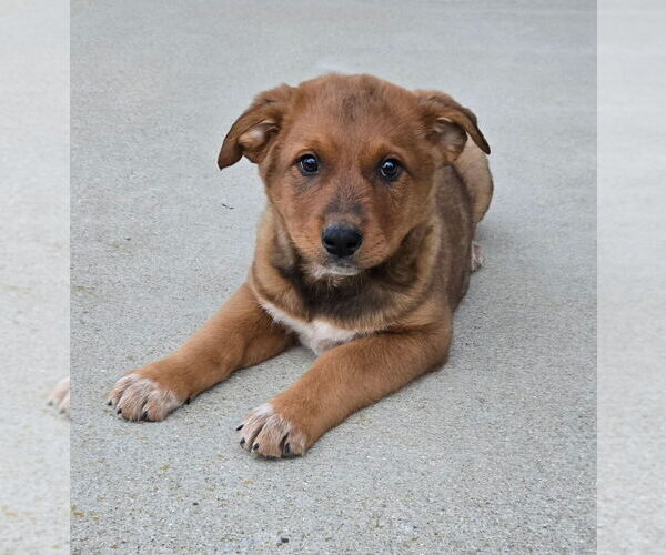 Medium Photo #2 Australian Cattle Dog Puppy For Sale in FRANKLIN, IN, USA