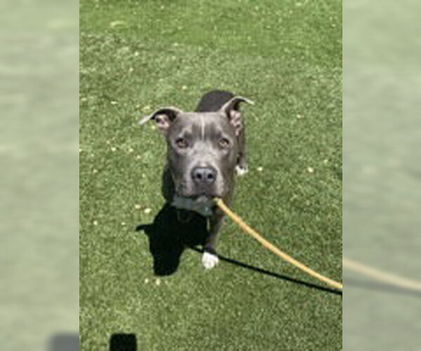 Medium Photo #1 American Pit Bull Terrier Puppy For Sale in Salinas, CA, USA