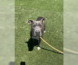 American Pit Bull Terrier Dogs for adoption in Salinas, CA, USA