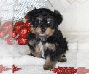 YorkiePoo Puppy for sale in FREDERICKSBURG, OH, USA