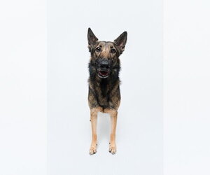 Mila - Female German Shepherd Dog Dog for Adoption - Photo #2