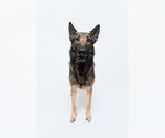 Small #1 German Shepherd Dog