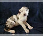 Small #12 Catahoula Leopard Dog