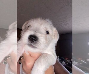 Schnauzer (Miniature) Puppy for sale in GRAY, TN, USA